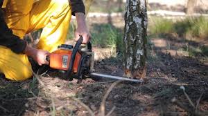 Best Tree and Shrub Care  in Brownwood, TX