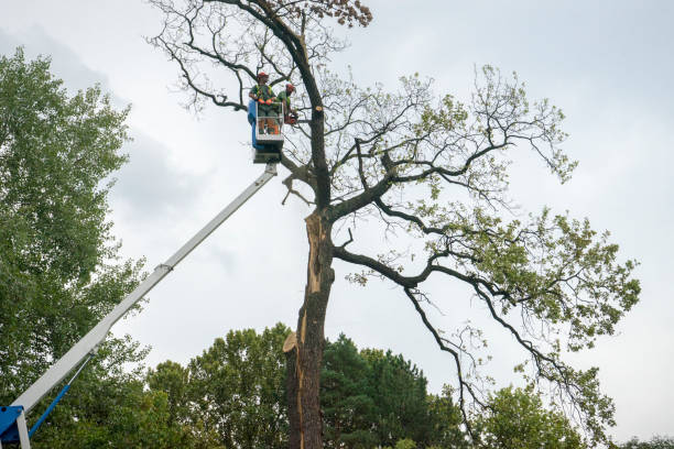 Best Storm Damage Tree Cleanup  in Brownwood, TX