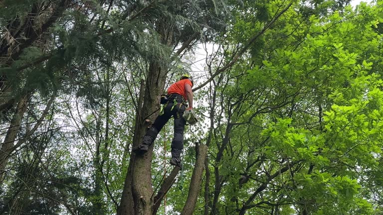 How Our Tree Care Process Works  in  Brownwood, TX