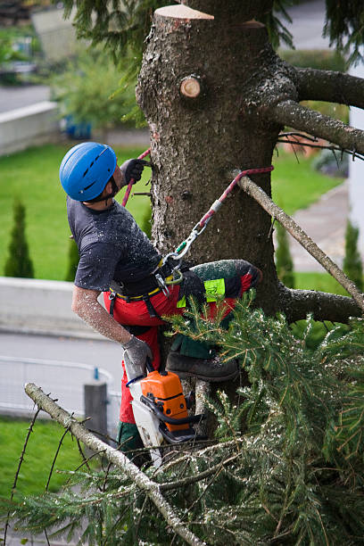 Best Tree Removal  in Brownwood, TX