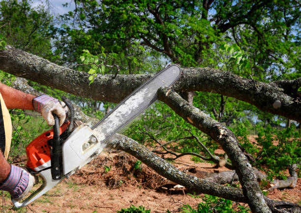 Best Hedge Trimming  in Brownwood, TX